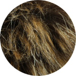 Obrázok z VOXX čiapka Twingo hnedá 1 ks