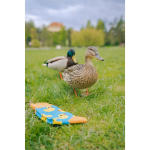 Obrázok z LONKA Depate ponožky duck 3 páry